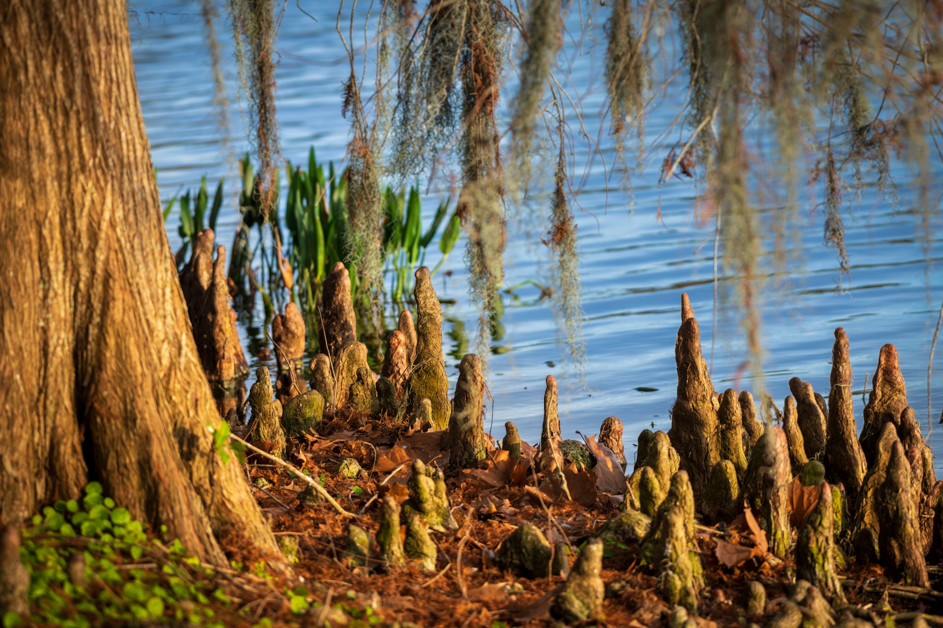 Fred Gannon Rocky Bayou State Park in Fort Walton Beach | The Breakers ...